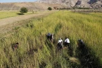 Şırnak’ta 5 bin dekar alandan 300 ton susam rekoltesi bekleniyor