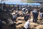 Şırnak’ta göçerler yüzlerce koyunu imece usulü kırkıyor