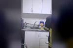 Şırnak’ta iş yerinde yılan paniği