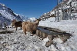 Şırnak’ta keçi besiciliği gittikçe yok oluyor