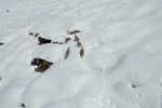 Şırnak’ta keklikler sürü halinde yiyecek aradı