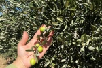 Şırnak’ta zeytin rekoltesi için ilk veriler toplandı