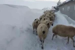 Sivas’ta kar kalınlığı yer yer 2 metreyi aştı, en çok hayvancılık yapanlar zorlandı