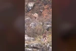 Sivas’taki vahşi yaşam, Milli Parklar kamerasına yansıdı