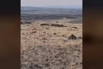 Siverek kırsalında ceylanlar görüntülendi