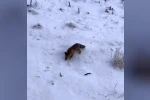 Soğuk hava tilkileri Diyadin merkezine indirdi