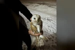 Soğuklardan kaçıp ahıra sığındı