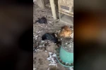 Sokak köpekleri kümese girdi, 30 tavuk telef oldu