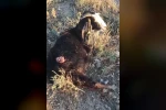 Sokak köpekleri sürüden ayrılan keçiye saldırdı
