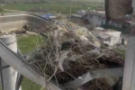 Sokak lambaları kuşlara yuva oldu