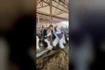 Söke TAYEM’de tüberküloz ve brucella taraması yapıldı