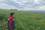 Söke’de hububat ekili araziler denetlendi