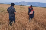 Söke’de hububat tarlalarında sıkı denetim