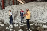 Söke’de Kütlü Pamuklarda Kaliteyi Koruma Komisyonu yeni sezon çalışmalarına başladı