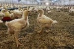 Söke’de üreticilere Kuş Gribi riski uyarısı