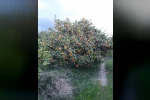 Söke’de zararlı popülasyonunda artış görüldü