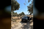 Söke’de zeytin rekolte tahmin çalışmaları başladı
