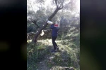 Söke’de zeytin sineği mücadelesi devam ediyor