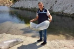 Soma’da baraj ve göletlere 250 bin yavru sazan bırakıldı