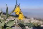 Spil’in zirvesinde açan nadir güzellik 