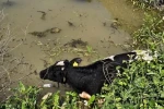 Su kanalına düşen inek itfaiye ekipleri tarafından kurtarıldı