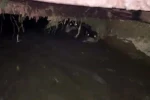 Su samurları sulama kanalında görüntülendi