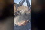 Sucuk, peynir, ketçaptan oluşan 1 ton gıda malzemesi toprağa gömülerek imha edildi