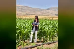 Şuhut’ta yem bitkileri ekili alanlarda saha çalışmaları devam ediyor
