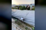 Sulama havuzuna düşen 5 yavru köpeği belediye ekipleri kurtardı