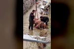 Sulama kanalına düşen ineği itfaiye kurtardı