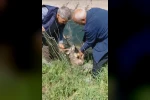 Sulama kanalına düşen karacayı vatandaşlar kurtardı