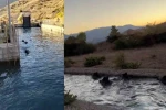 Sulama kanalında akıntıya kapılan domuz sürüsü ilginç görüntü oluşturdu