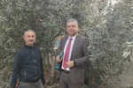 Sultanhisar’da zeytin budama kursu başladı