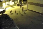 Sürü halindeki köpeklerden korkan kedi, pencere demirine tırmandı