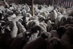 Sürülerde bahar hareketliliği: Kuzular annelerini böyle buldu