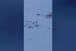 Sürüye saldıran kurt kangal köpeği tarafından engellendi