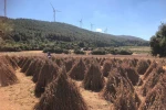 Susamda hasat zamanı yaklaşıyor