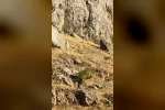 Tarihi Harput Mahallesi’nde dağ keçileri görüldü