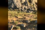 Tarihi Harput’ta dağ keçileri görüldü 
