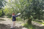 Tarım arazilerinde hastalık ve zararlı mesaisi