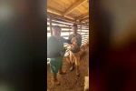 Tarım Müdürlüğü’nden Sazlı’da hayvan sağlığı mesaisi
