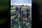 Tarımda kimyasalsız üretime yerinde inceleme
