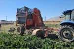 Tarımın kalbi Adilcevaz’da pancar sökümüne başlandı