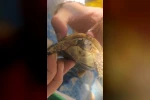 Tarlada boyun kısmına diken batan yavru kaplumbağaya şefkat eli