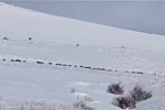 Tatvan kırsalında domuz sürüsü görüntülendi