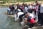 Tavşanlı göletlerine 123 bin yavru sazan bırakıldı