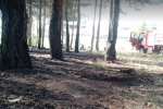Tavşanlı’da erken müdahale ormanı kurtardı
