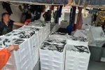 Tayfalar mutlu: Yüzlerce kasa balık yakalandı 