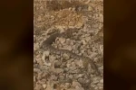 Tek ısırığı bir insanı öldürmeye yeten dev engerek yılanı görüntülendi
