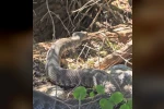Tek ısırığı bir insanı öldürmeye yetiyor: Tunceli’de koca engerek yılanı görüntülendi 